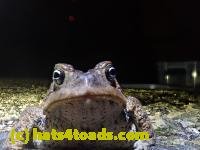 /home//u458753944/public_html/sourcegallery///////////////////Roxborough Toad Detour/2021/2021-03-28/P3280089.JPG